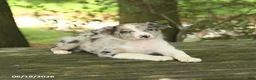 Border Collie dogs for sale: Fern - Ad 4