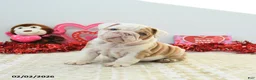 English Bulldog dogs for sale: Robin - Ad 5