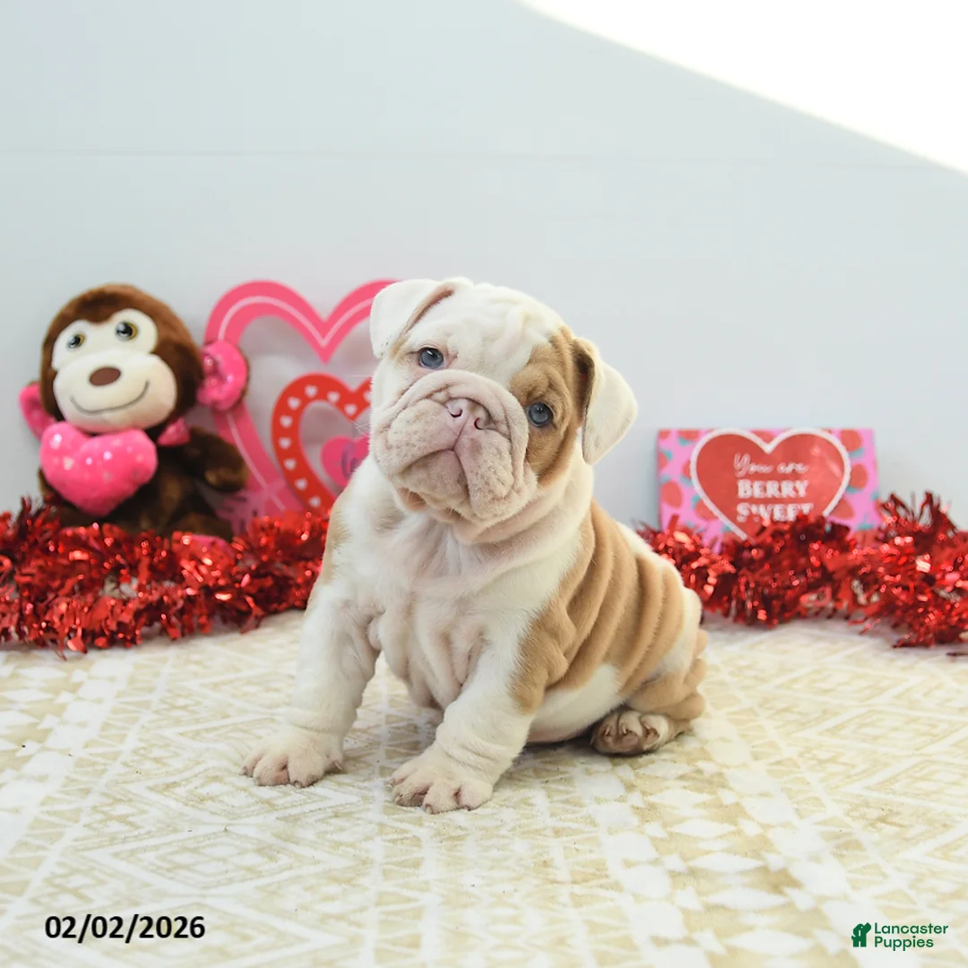 English Bulldog dogs for sale: Robin - Ad 5