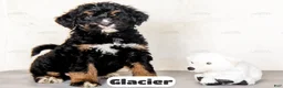 Bernedoodle dogs for sale: Glacier - Ad 6
