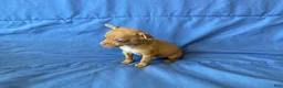 Chihuahua dogs for sale: Finn - Ad 4