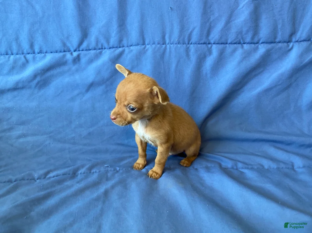 Chihuahua dogs for sale: Finn - Ad 4