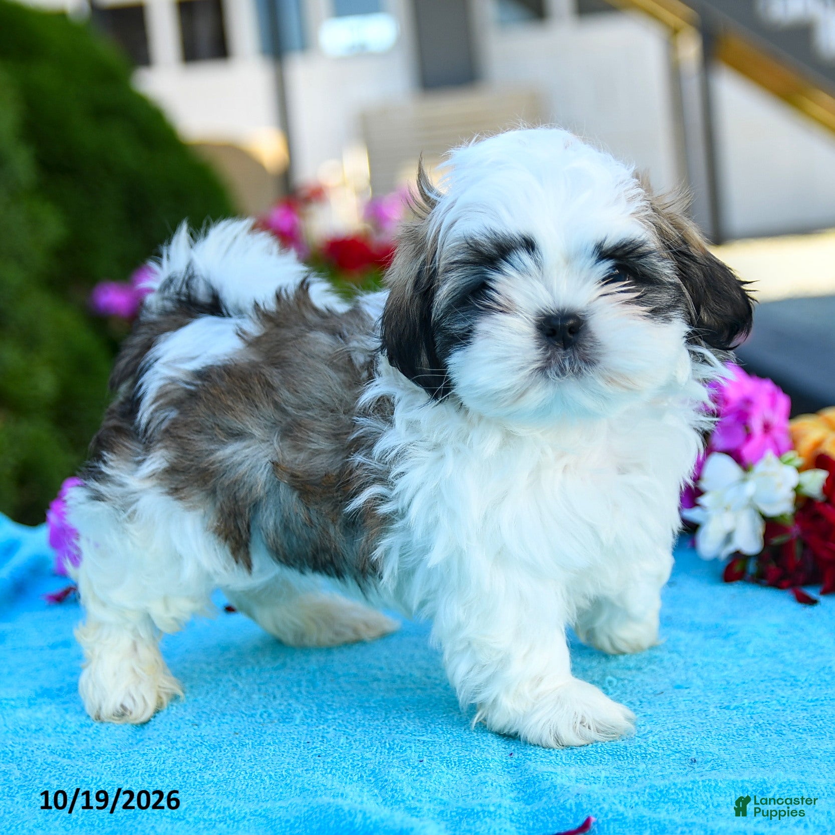 Shih Tzu dogs Archie - Ad 2