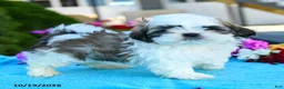 Shih Tzu dogs for sale: Archie - Ad 2