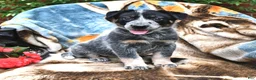 Australian Cattle Dog dogs for sale: Henry - Ad 4