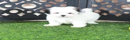 Teddy Bear dogs for sale: Grace Pretty Female Teddy Bear Puppy - Ad 3