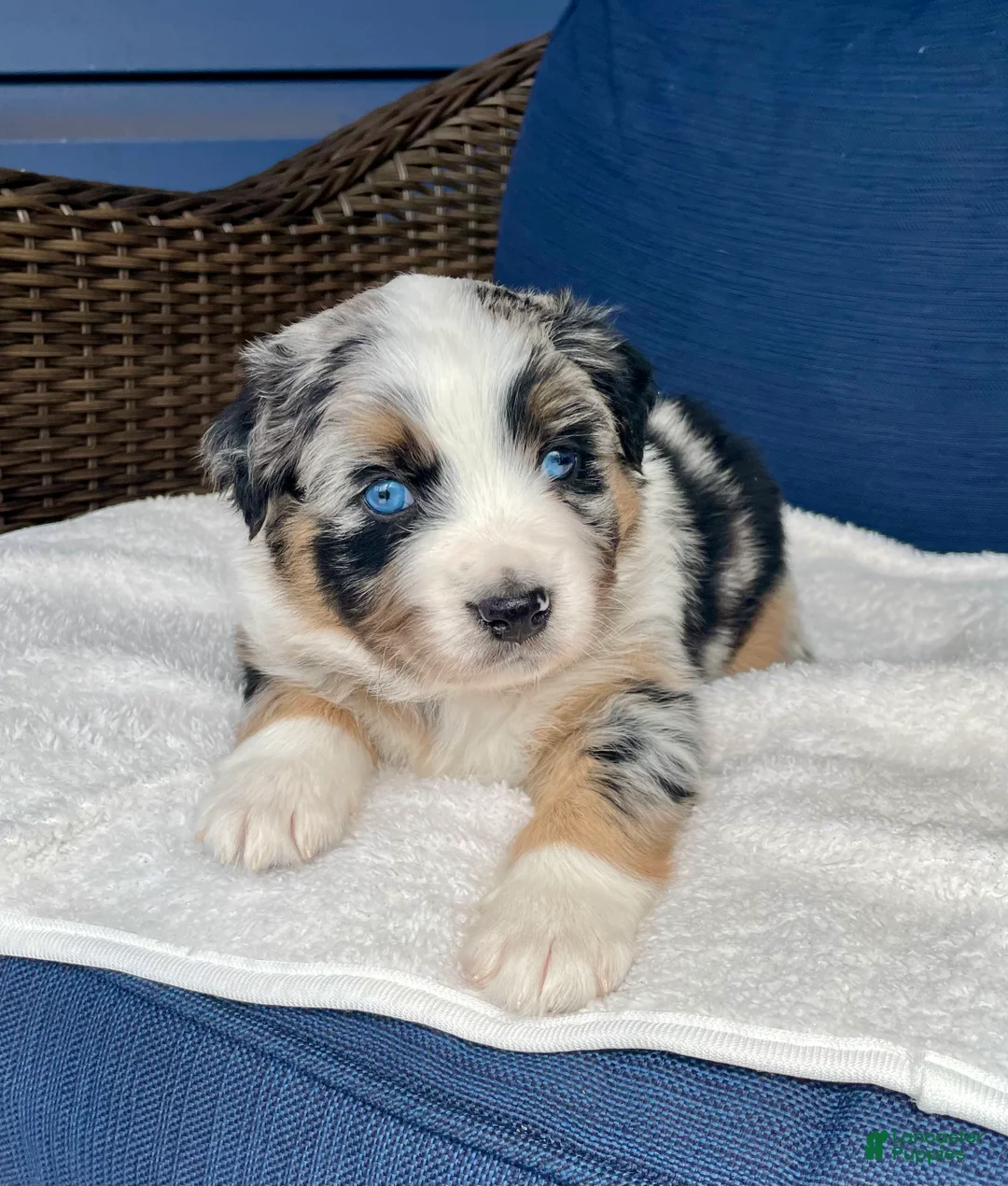 Australian Shepherd dogs for sale: Manny - Ad 2