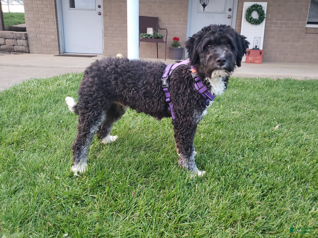 Mini Bernedoodle dogs for sale: Hazel - Ad 7