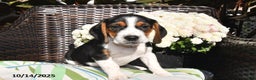 Beagle dogs for sale: Peanut  - Ad 1