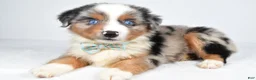 Miniature Australian Shepherd dogs for sale: Koen  - Ad 5