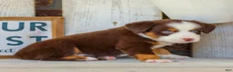 Miniature Australian Shepherd dogs for sale: Boone - Ad 3