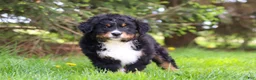 Bernese Mountain Dog dogs for sale: Finn - Ad 7