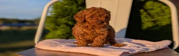 Miniature Poodle dogs for sale: Harper - Ad 9