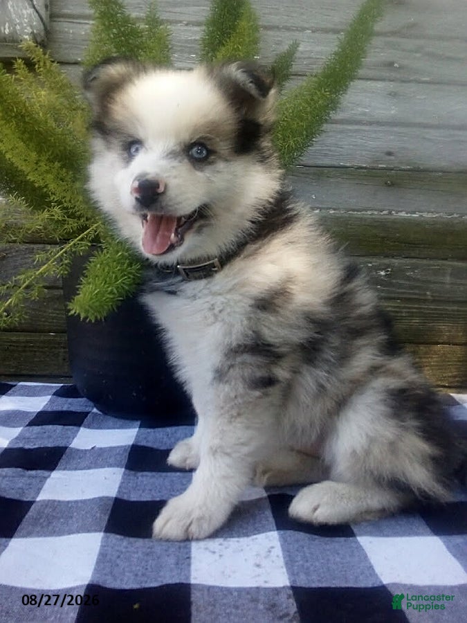 Pomsky dogs Jade - Ad 2