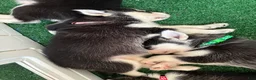 Pomsky dogs for sale: Reggie- Green Collar  - Ad 2