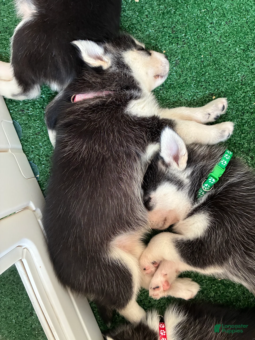 Pomsky dogs for sale: Reggie- Green Collar  - Ad 2