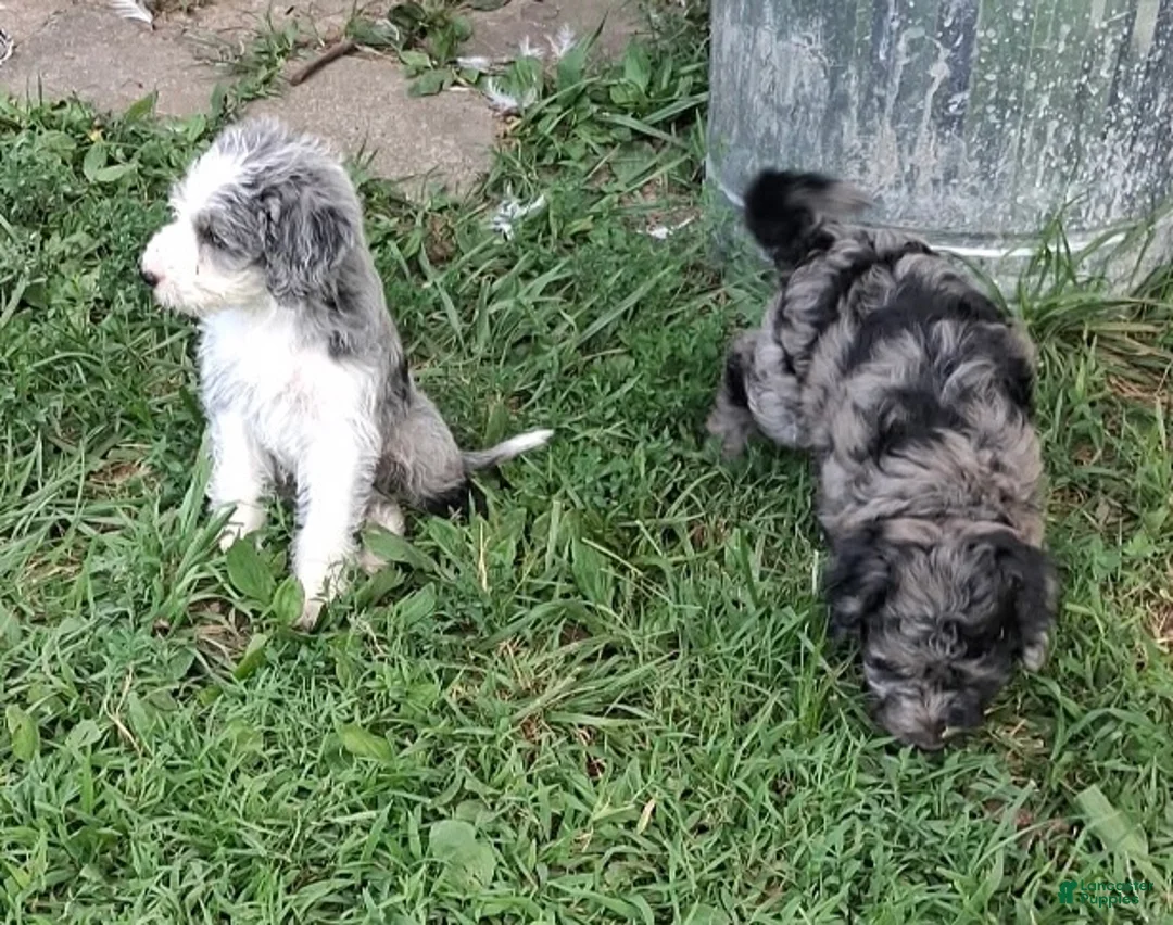 Aussiedoodle dogs for sale: Poppy and Peter  - Ad 6