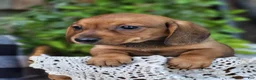 Miniature Dachshund dogs for sale: Butterscotch 💞 - Ad 2