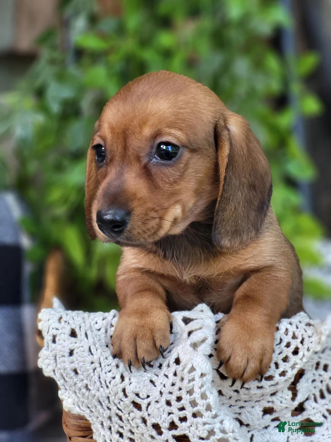 Miniature Dachshund dogs for sale: Butterscotch 💞 - Ad 2