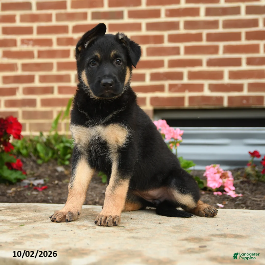 German Shepherd dogs for sale: Lotta - Ad 2
