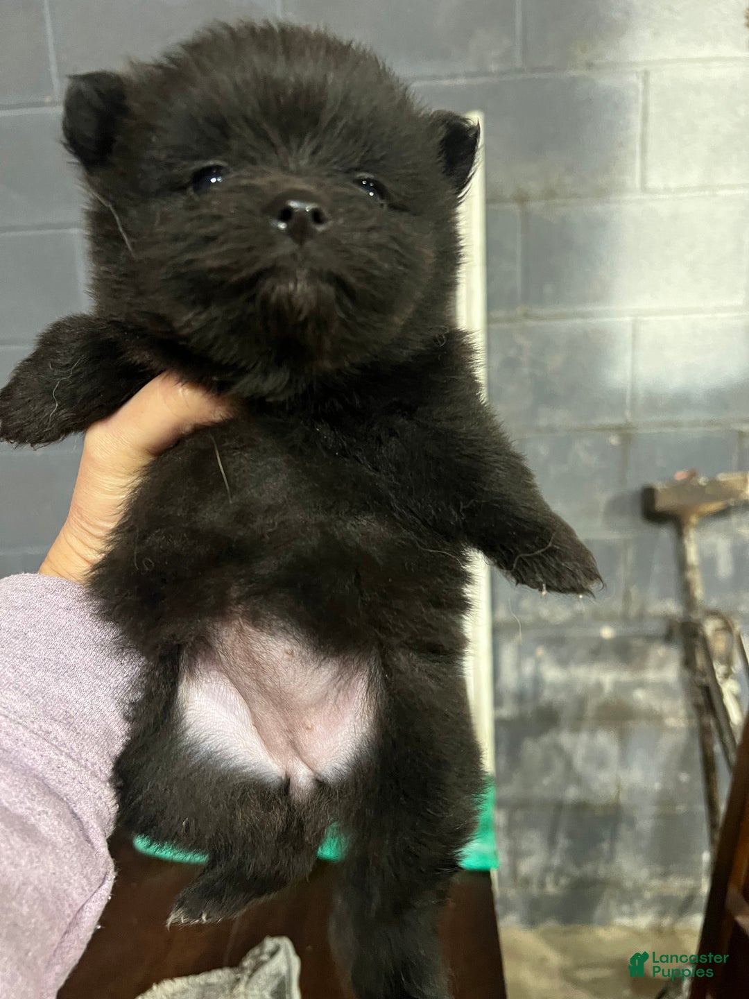 Pomeranian dogs for sale: Pomeranian Puppy 2 - Ad 3