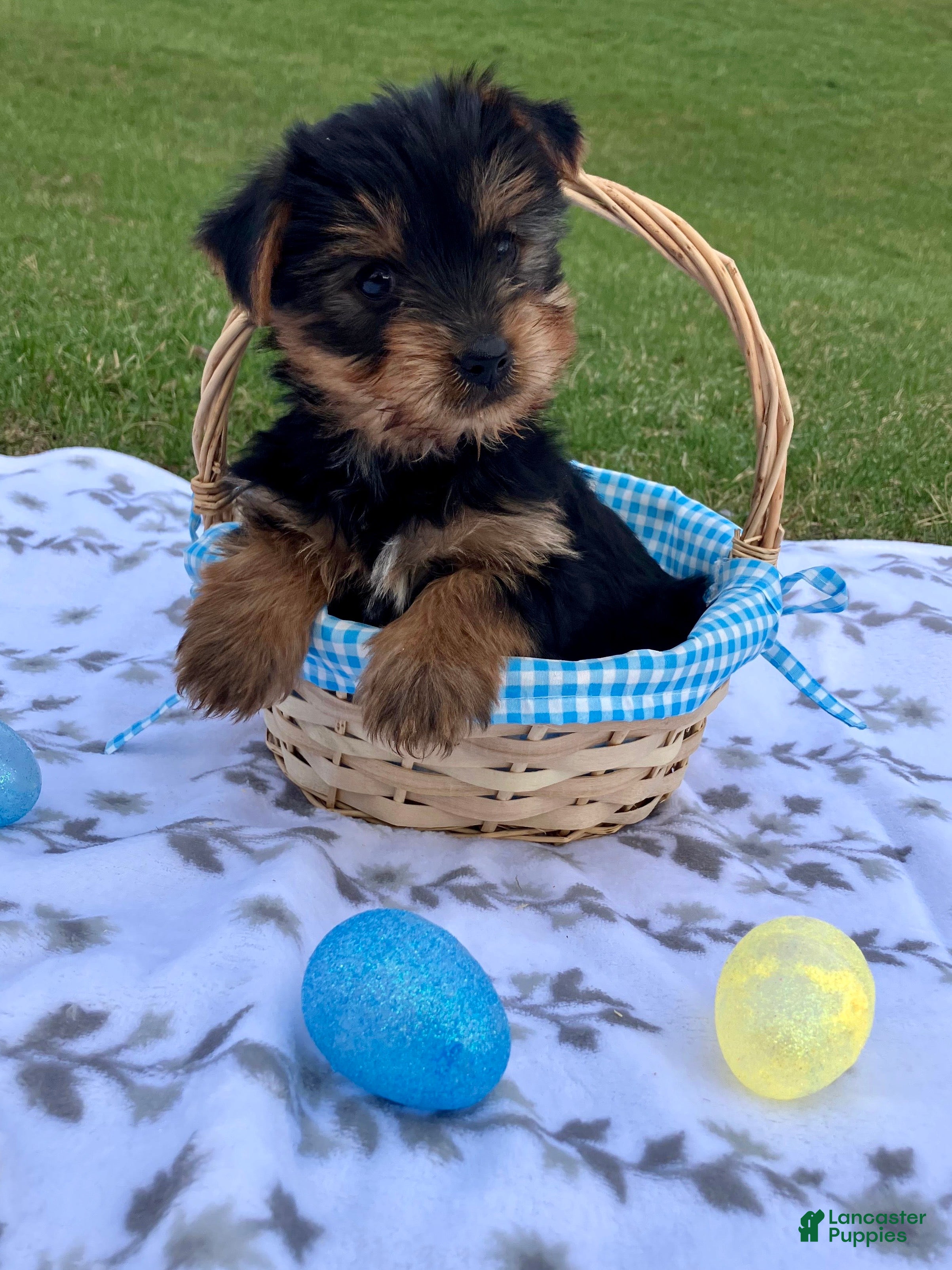 Yorkshire Terrier dogs Max - Ad 2