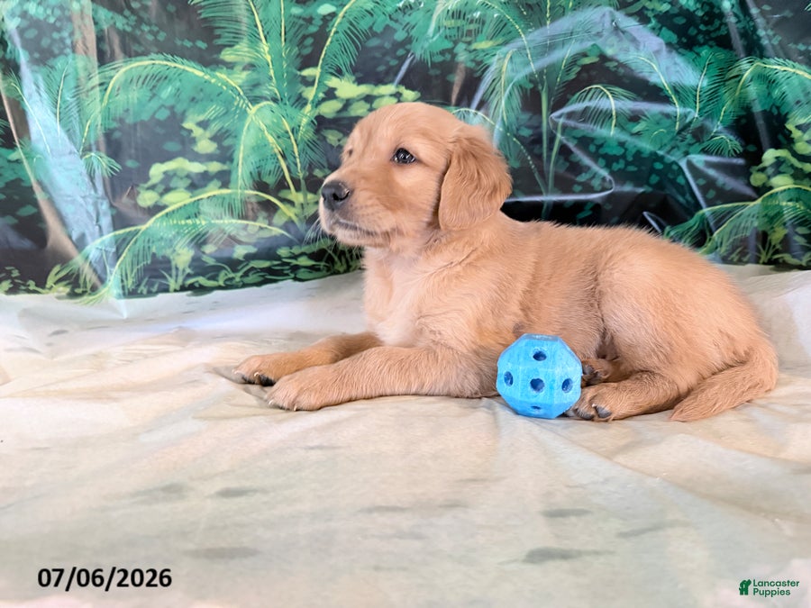 Golden Retriever dogs Cederick - Ad 2