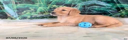 Golden Retriever dogs for sale: Cederick - Ad 2