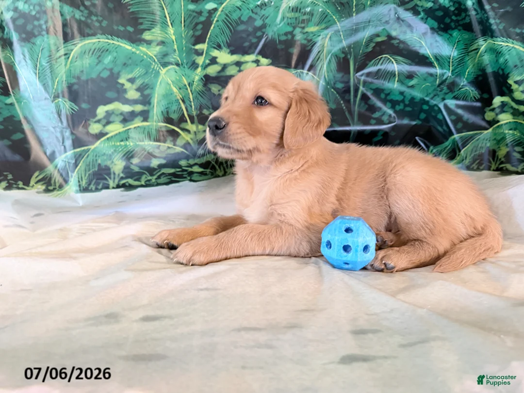 Golden Retriever dogs for sale: Cederick - Ad 2