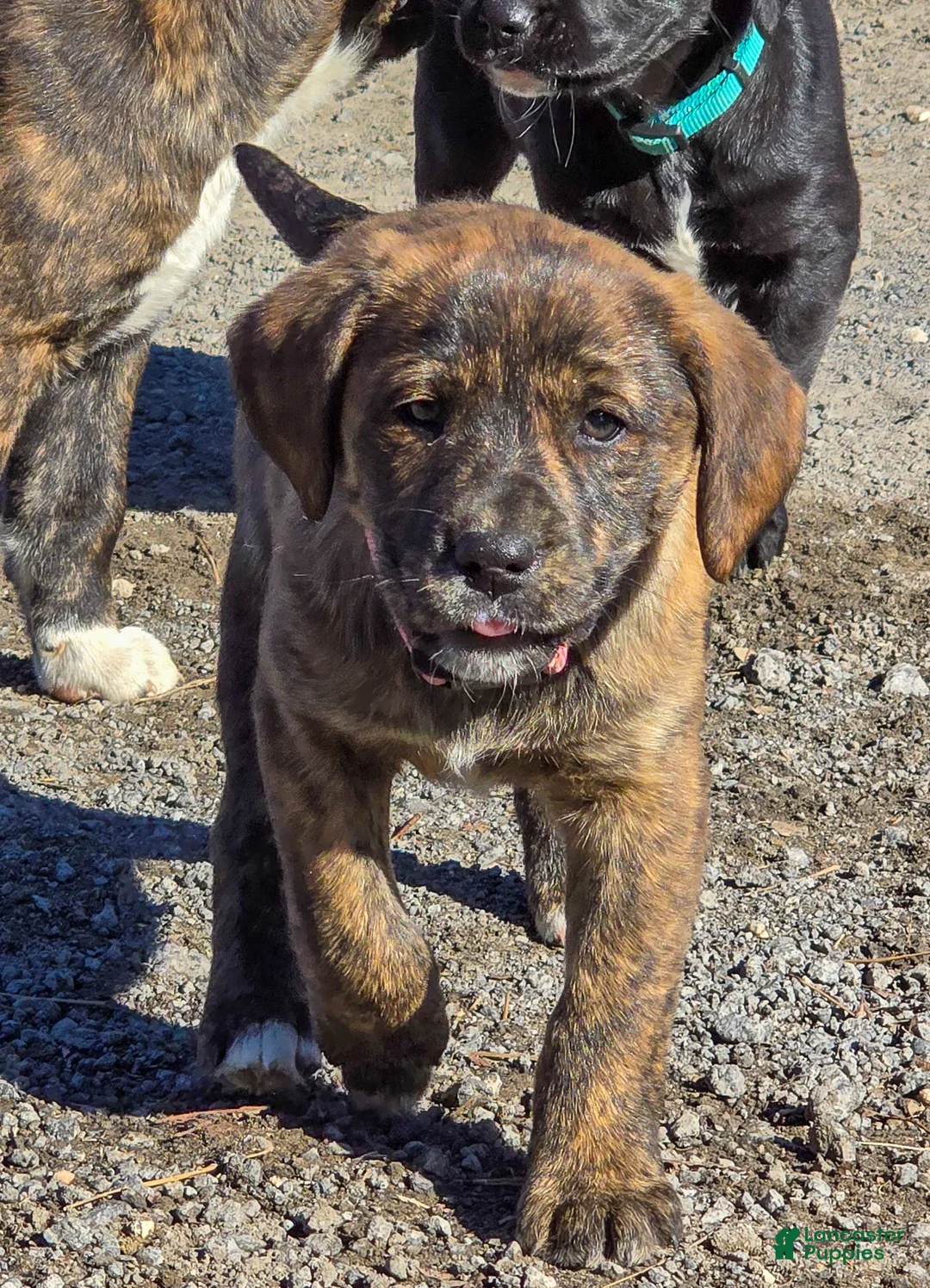 Mixed Breed dogs for sale: Anne - Puppy 5 - Ad 2