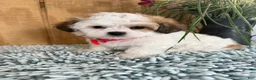 Teddy Bear dogs for sale: Sweetie - Ad 11