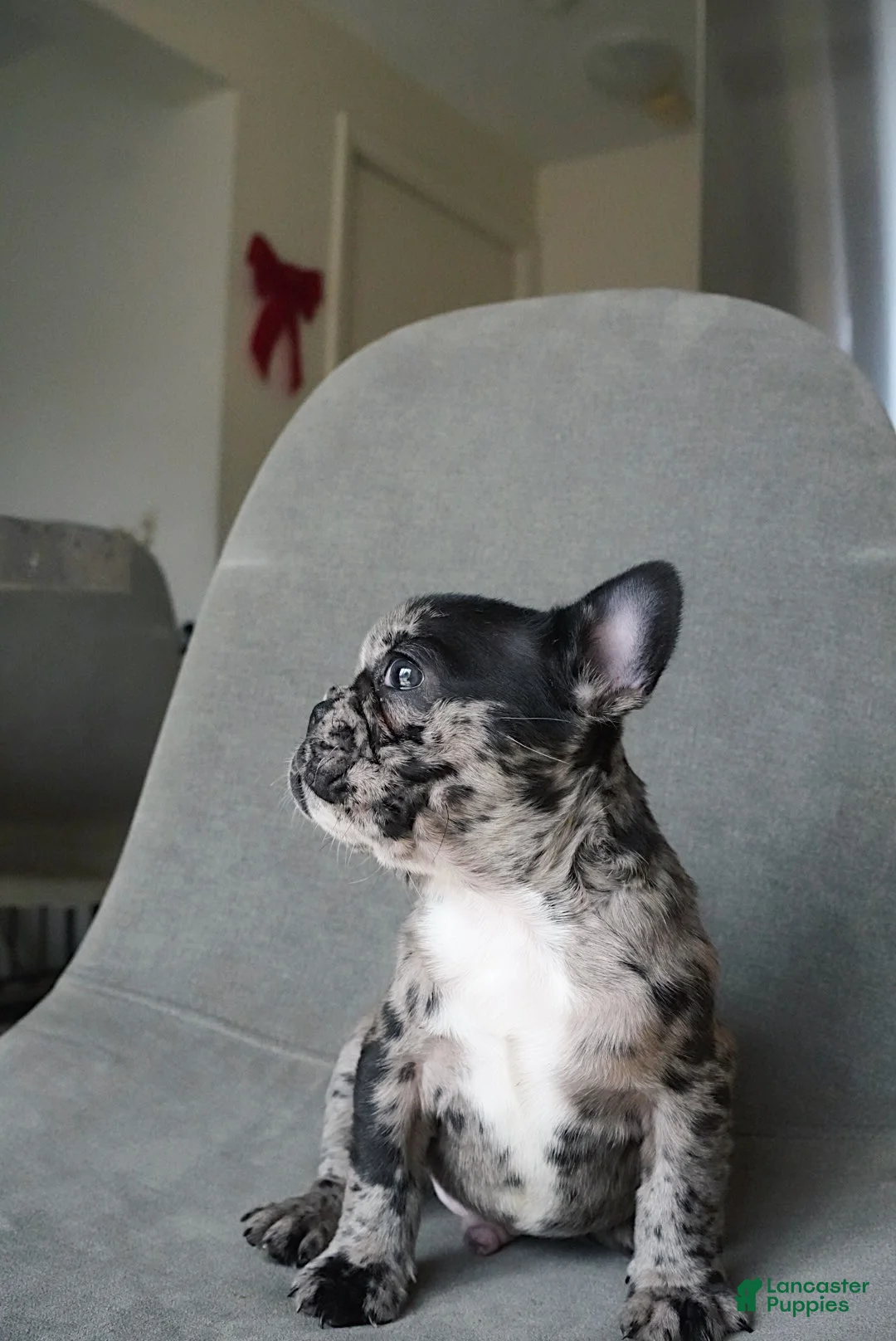 French Bulldog dogs for sale: Archie - Ad 2