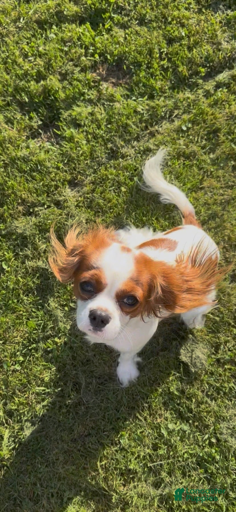 Cavalier King Charles Spaniel dogs Cavalier King Charles Spaniel 2 - Ad 9