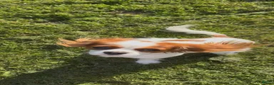 Cavalier King Charles Spaniel 2