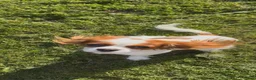 Cavalier King Charles Spaniel dogs for sale: Cavalier King Charles Spaniel 2 - Ad 1