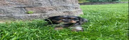 Cocker Spaniel dogs for sale: Arlis  - Ad 1
