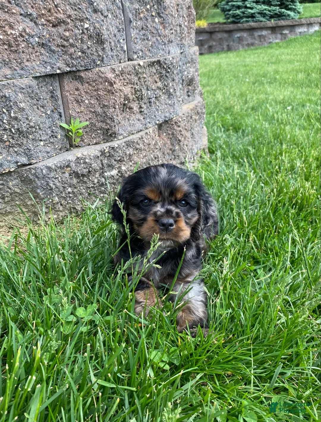 Cocker Spaniel dogs for sale: Arlis  - Ad 1