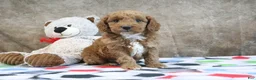 Mini Goldendoodle dogs for sale: Zeke - Ad 3