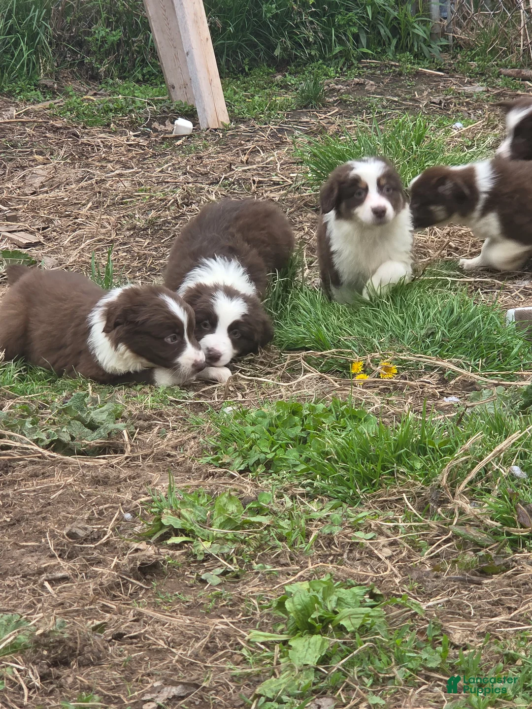 Australian Shepherd dogs for sale: Gadget  - Ad 16