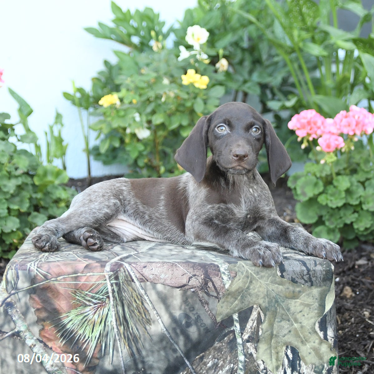 German Shorthaired Pointer dogs Daisy - Ad 2