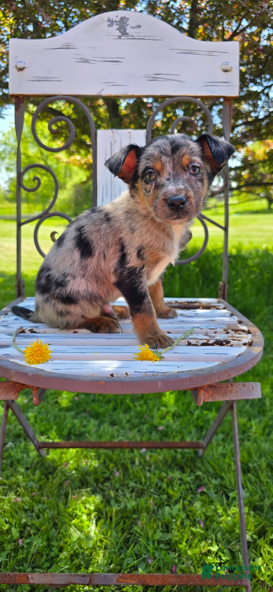 Mixed Breed dogs for sale: Casper - Ad 7