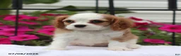 Cavalier King Charles Spaniel dogs for sale: Serena - Ad 3