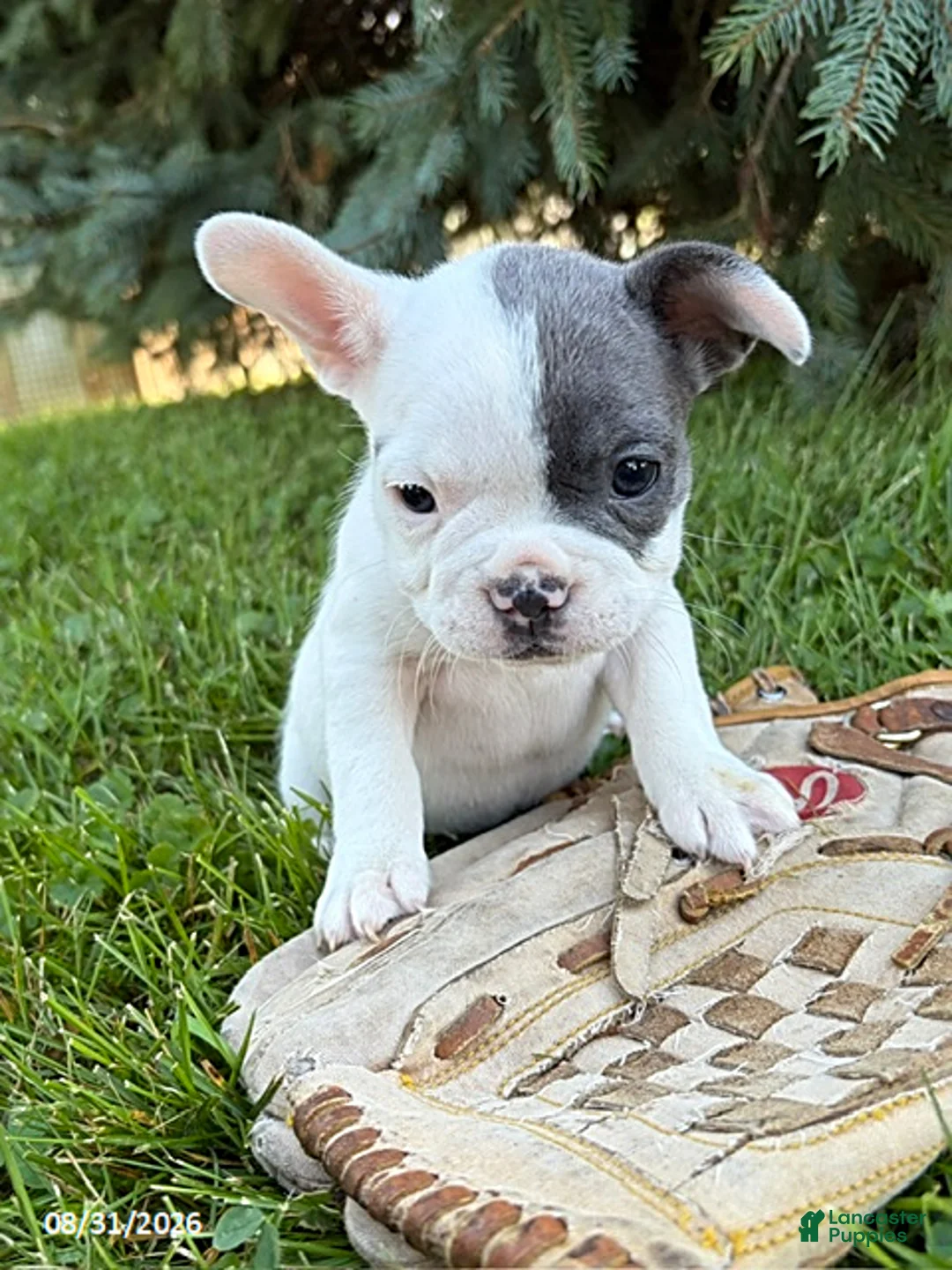 French Bulldog dogs for sale: Layla - Ad 2