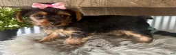 Yorkshire Terrier dogs for sale: Sage - Ad 7