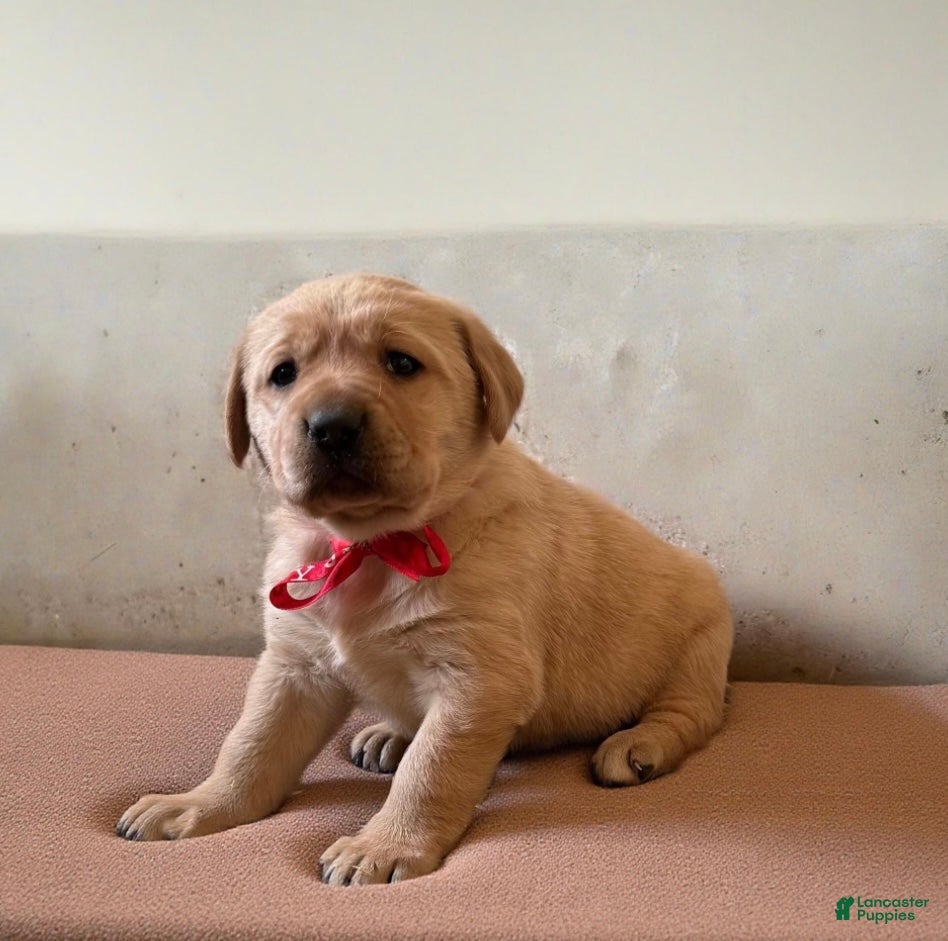 Labrador Retriever dogs Penny🐾❤️AKC Hip CERT English Lab❤️Call 717-663-8617 - Ad 40