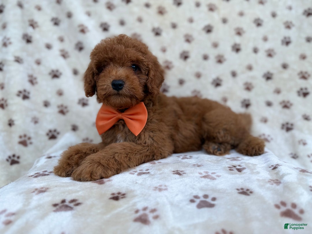 Cockapoo dogs for sale: Cowboy - Ad 4