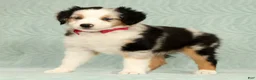 Miniature Australian Shepherd dogs for sale: Remi - Ad 1