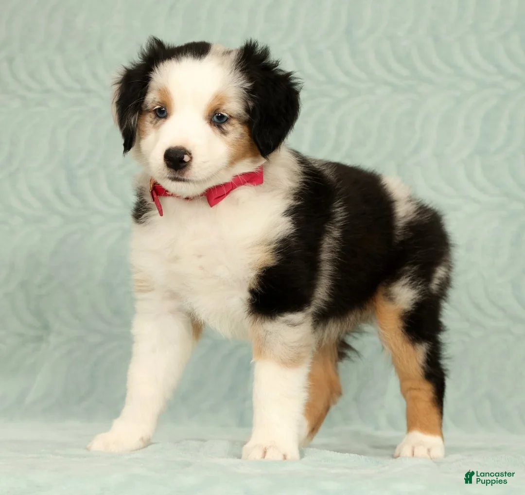 Miniature Australian Shepherd dogs for sale: Remi - Ad 1