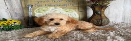 Maltipoo dogs for sale: Eldo - Ad 16