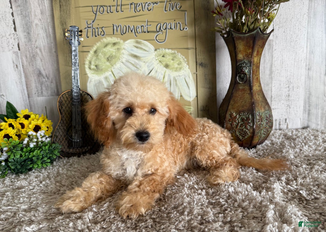 Maltipoo dogs for sale: Eldo - Ad 16